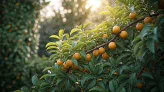 Fruitful Walls: 7 Edible Trees That Deliver Privacy and Deliciousness