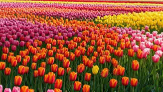 Kashmir's Tulip Garden Blooms Anew: A Tale of Revival and Record Footfall