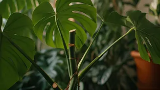 Plant Parents Are Getting Serious About June Trims
