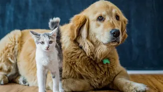 Do Not Let Pets Walk Through Freshly Cleaned Areas