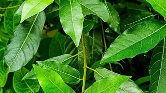 Researchers Explore The Long-Term Impact Of Rainfall Shifts On India's Forests