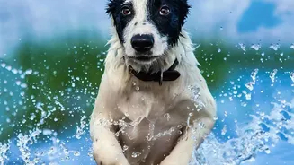 Indian Dogs Are Facing More Wet-Weather Exposure, Making Basic Hygiene Habits More Useful