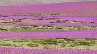 Choglamsar And Stakna Turn Ladakh's High Desert Into Flower Fields