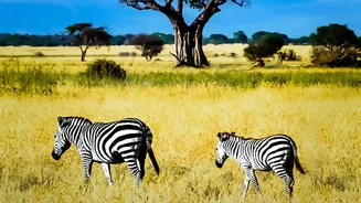Slow Travel Lets South Africa's Wildlife and Landscapes Take Centre Stage