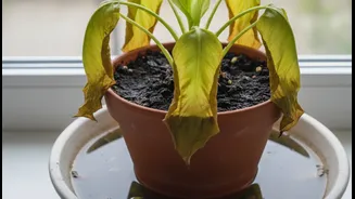 Drainage Problems Can Kill Pretty Plants Fast