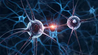 Love at First Sight: The Brain's Instant Chemistry and Lasting Potential