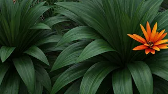 Nature Lovers Will Enjoy These Monsoon Plants