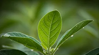 Ashwagandha Alert: FSSAI Bans Leaves, Experts Clarify Safe Usage