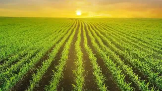 The Start of August Sowing Turns Drainage and Sunlight into a Reader-Service Question
