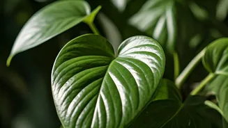 Unlock Lush Pothos: Expert Pruning & Care for Vibrant, Glossy Leaves
