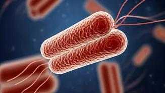 Typhoid: Understanding the Serious Bacterial Infection