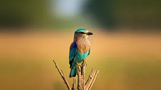 India's Summer Avian Visitors: Six Striking Bird Species to Spot This Season