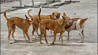 Tamil Nadu reports 263,000 dog bites, 17 rabies deaths Jan-Apr