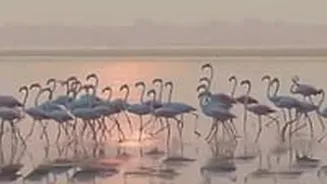 Viral Video Captures Mesmerising Flamingo Spectacle At Pulicat Lake Near Chennai | WATCH