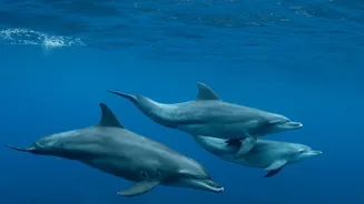 A Seasonal Dolphin Travel Plan Can Improve Comfort without Guaranteeing Sightings
