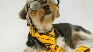 Grooming, Drying And Tick Checks Are Simple Ways To Improve Monsoon Pet Hygiene
