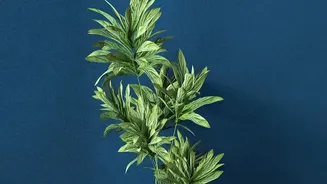 Scientists Say Indoor Plants Have Air Quality Benefits But Important Limits Too