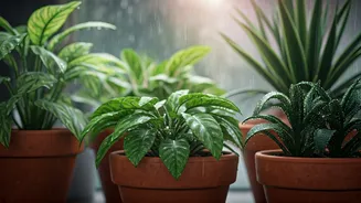 Rainy Season Plant Care Goes Massively Viral