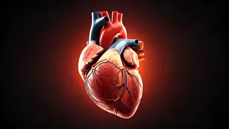 Your Heart: 4 Astonishing Facts Revealed by a Surgeon, Including 'Broken Heart Syndrome'