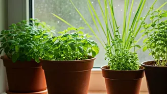 4 Fragrant Herbs That Excel In Indoor Monsoon Weather