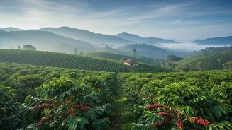 Budget Coffee Estate Escapes Are Perfect For Couples And Families