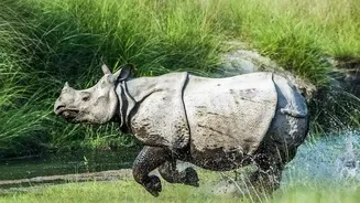 What To Look For In India's Wildlife Protection Reports