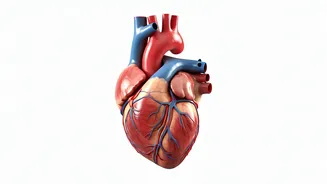 Heart Health: Risks & Prevention Strategies