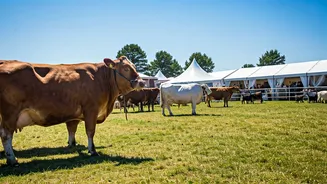 India's Greatest Animal Fairs: A Traveler's Guide