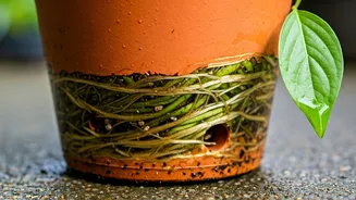 Drainage Makes Monsoon Gardening Less Heartbreaking