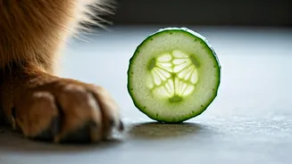This Easy Frozen Cucumber Dog Treat Solves Humid Afternoon Anxiety