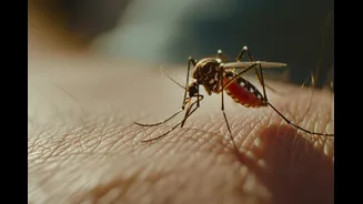 Por que mosquitos são mais perigosos que leões