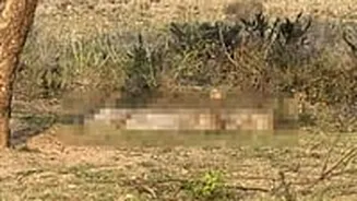 MP News: Cheetah Dies After Being Hit By Speeding Vehicle On Agra - Mumbai National Highway