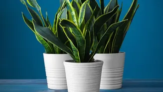 Low-maintenance plants for home and office