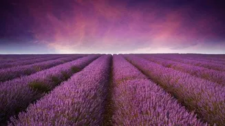 Your guide to visiting lavender fields in France