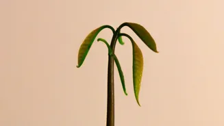 The Steps Behind Growing New Plants From Cuttings: A Closer Look