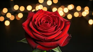 Ek Din: Sai Pallavi & Junaid Khan's New Film