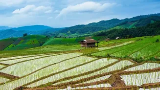 Uneven Monsoon Conditions Put India’s Rabi Planting And Prices In Focus