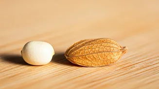 Isabgol vs. Chia: Fiber Showdown for Your Health!