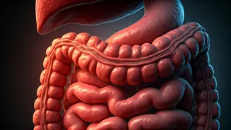 Inflamed Gut: Unmasking Symptoms, Seeking Relief