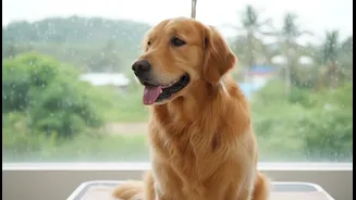 Monsoon Grooming Helps Prevent Ticks, Smell And Fungal Skin Issues