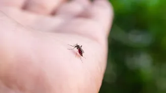 Anvisa libera produção nacional da vacina de chikungunya pelo Butantan; entenda o impacto no SUS