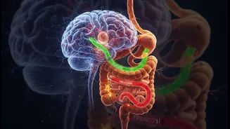 Glucose And Fructose Gut-Brain Research: More Accurate Sugar Headlines, Sugar Choices And Hunger Signalling And The Main Caveat