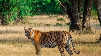 Central India Backpacking: Overnight Trains Lower Costs For Visiting Major Tiger Parks