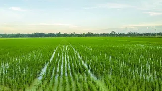 Como o aquecimento global pode impactar a produção de arroz, segundo estudo