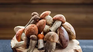 Seasonal Forest Mushrooms Are Inspiring A Fresh Wave Of Rainy-Day Comfort Meals