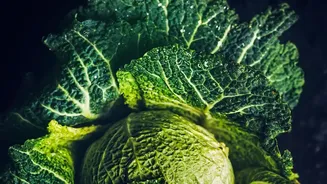 Cabbage and Lettuce Need Leaf-by-Leaf Cleaning in Wet Weather