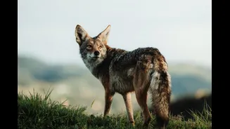 Crucial CCTV Footage Missing As Jackal Killed At Delhi Zoo, Ranger Removed