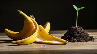 Banana Peels Can Do More Than Rot