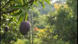 Biodiversity cannot survive on tasting events alone: a key limit for Mango Festivals