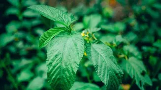 Try these dishes using jute leaves